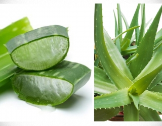 Aloe: Nha đam, Công dụng làm đẹp và chữa bệnh như thế nào? 